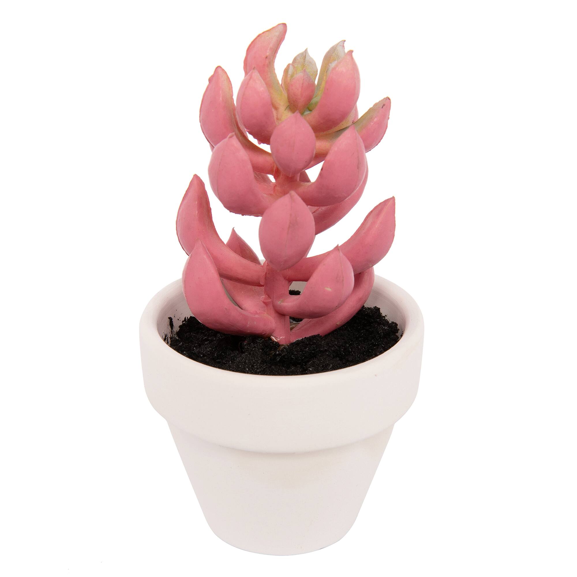 Dark Pink Potted Micro Succulent by Ashland®